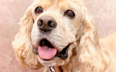 DIY Homemade Treats: A Delightful Surprise for Your Feline Friend