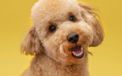 Top 5 Must-Have Toys for Your Playful Pup