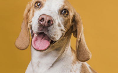 Choosing the Perfect Bed for Your Furry Friend