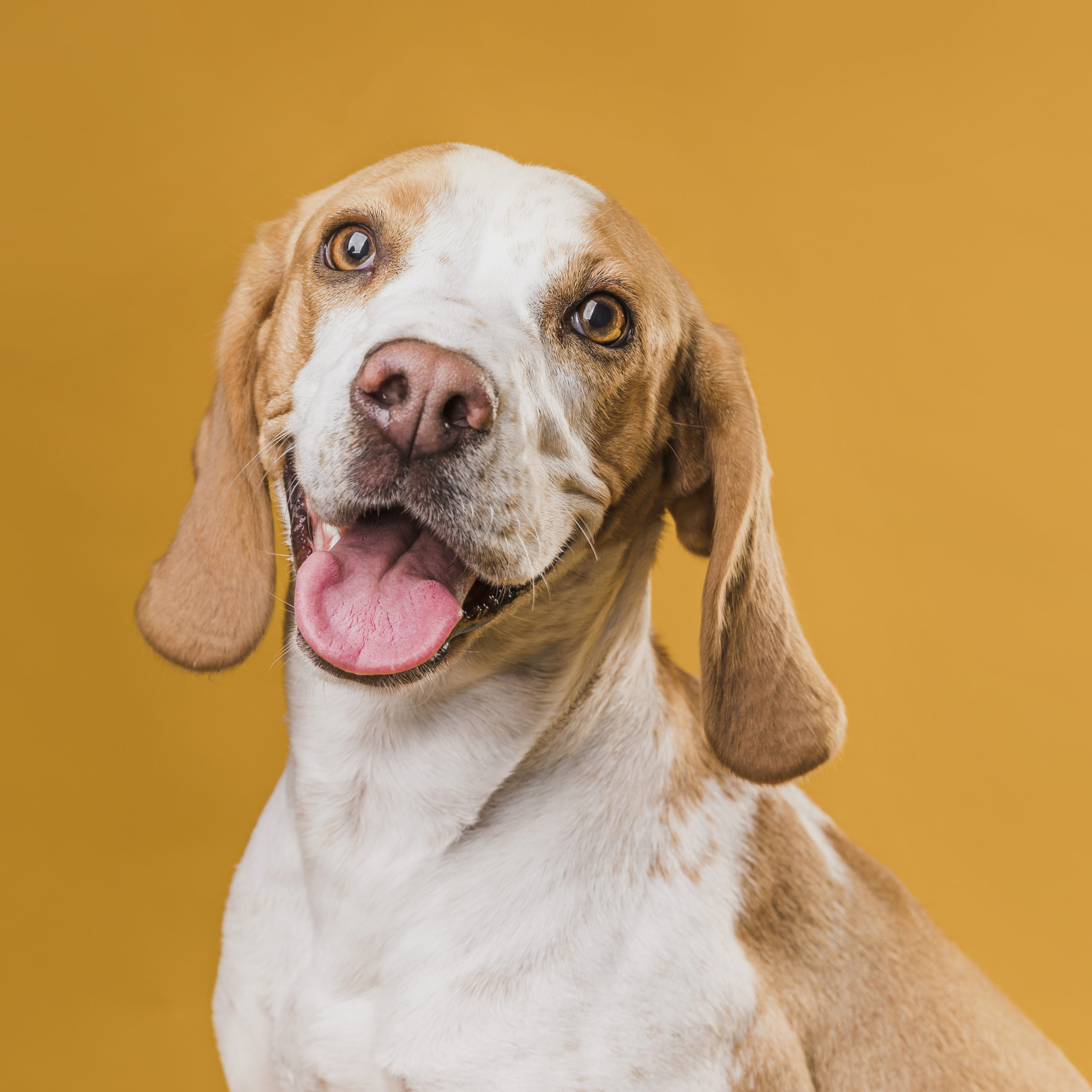 portrait-dog-sticking-out-his-tongue